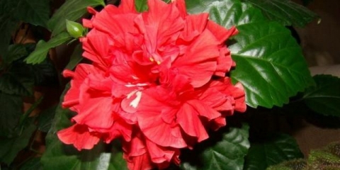 Kineska ruža (cvijet smrti): zašto ne možete držati u kući